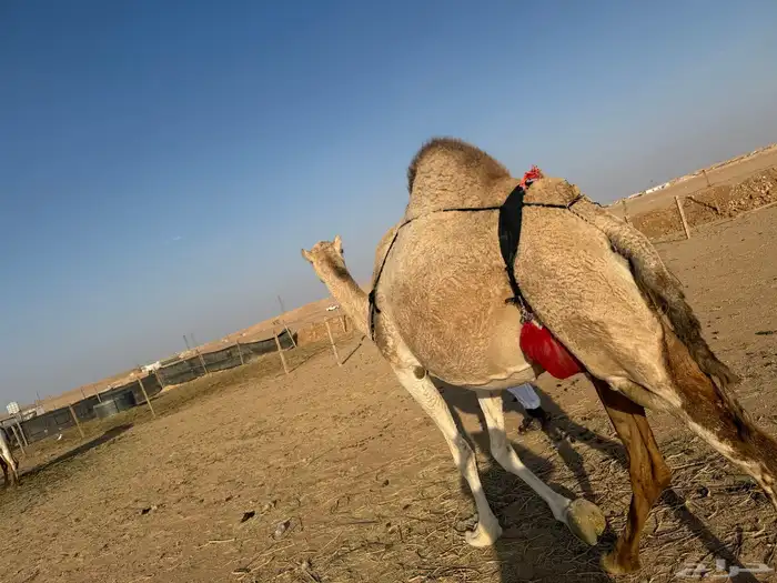 للبيع عشرا شقحاء معها بكره(تم البيع) 8