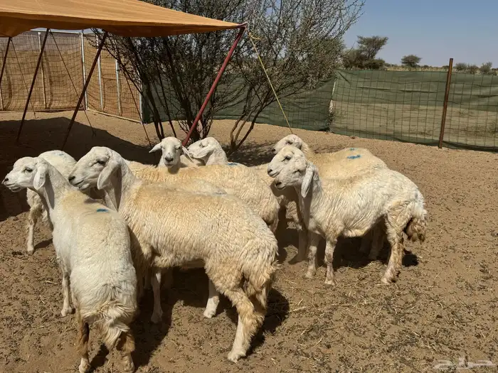 رخال حريه صنف ( تم البيع الله يبارك للشاري ي رب ) . 1