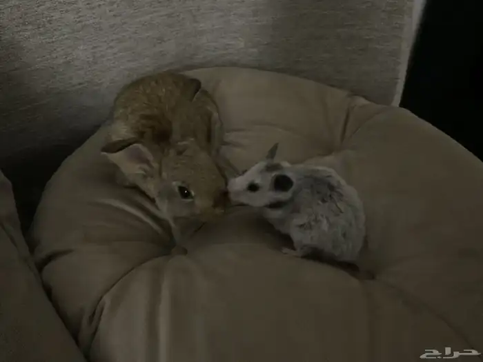 هامستر مع قفصه للبيع 0