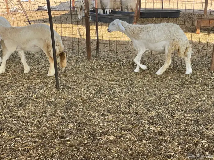 للبيع رخال ذبايح وتنفع مقاني 9