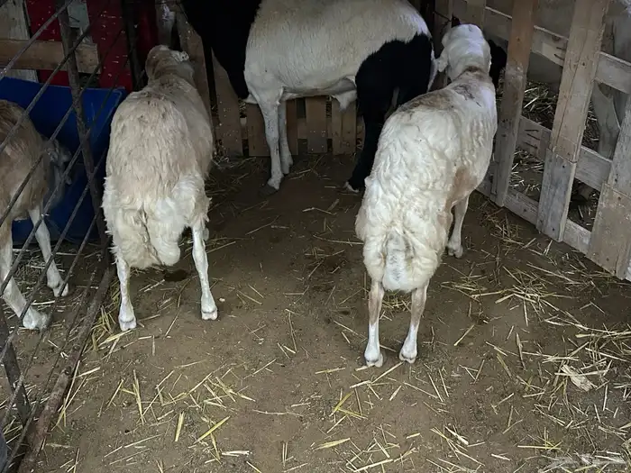 سواكن مرابي عمر 4 شهور 81