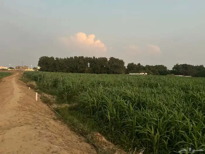 قصب اخضر وجيم قصار حزم الموقع حرجه ضمد السعر 5 1