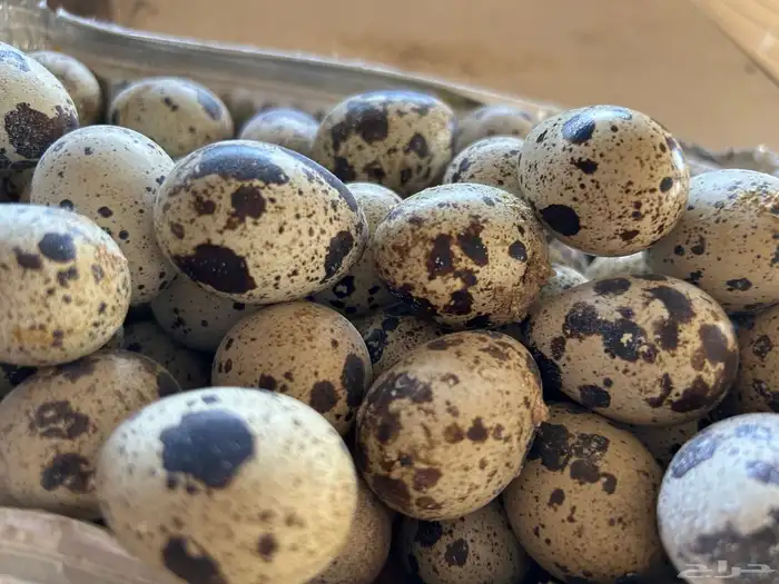 بيض سمان تكساس. تم البيع تم الليع 1