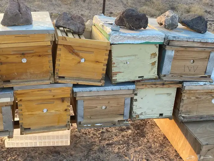 صناديق خلايا فاضيه 2