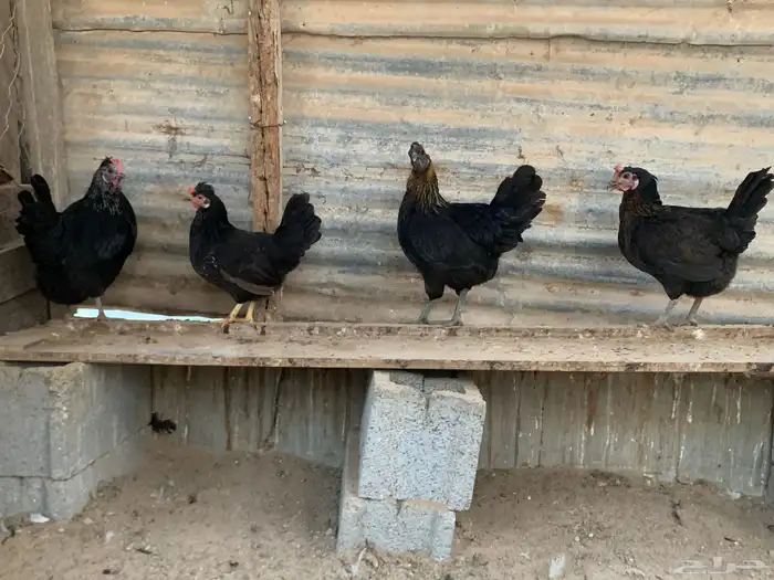للبيع دجاج 1