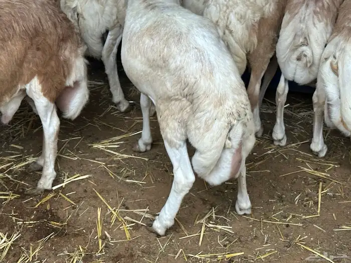 برابر ورفيديات مرابي 56