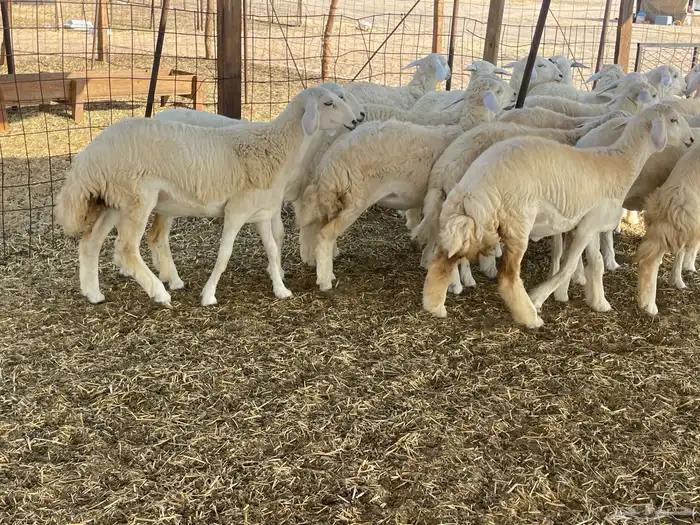 للبيع رخال ذبايح وتنفع مقاني 7