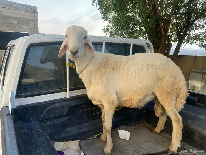 للبيع خروف فحل او ذبيحه 0