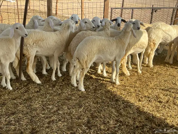 للبيع رخال ذبايح وتنفع مقاني 0