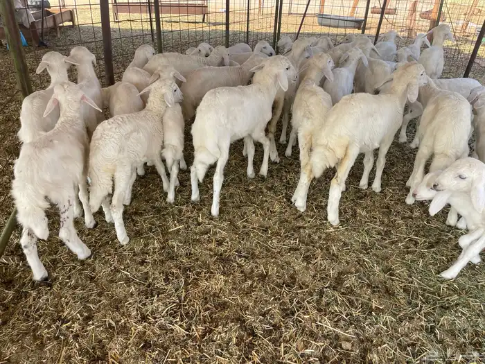 غنم خلفات 12