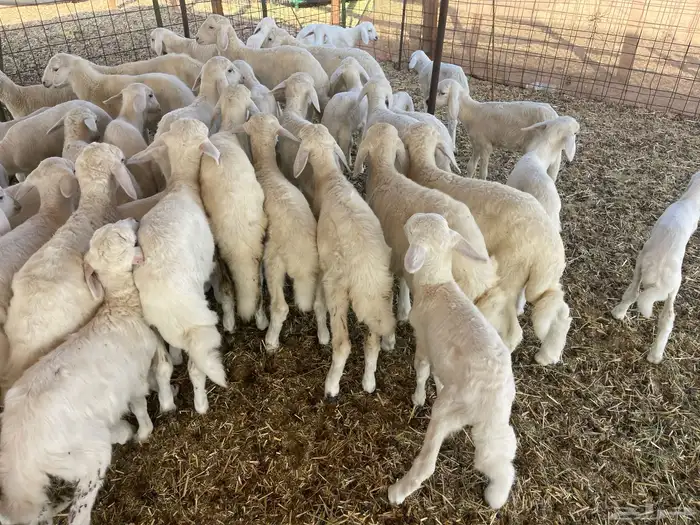 غنم خلفات 16