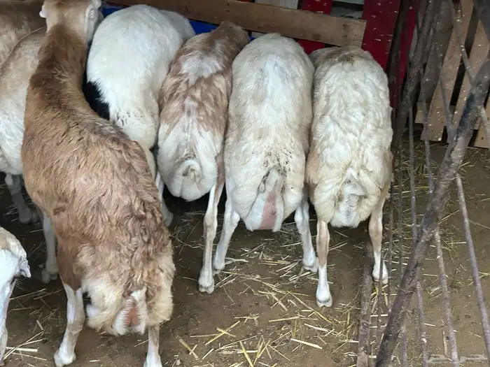 برابر ورفيديات مرابي 49