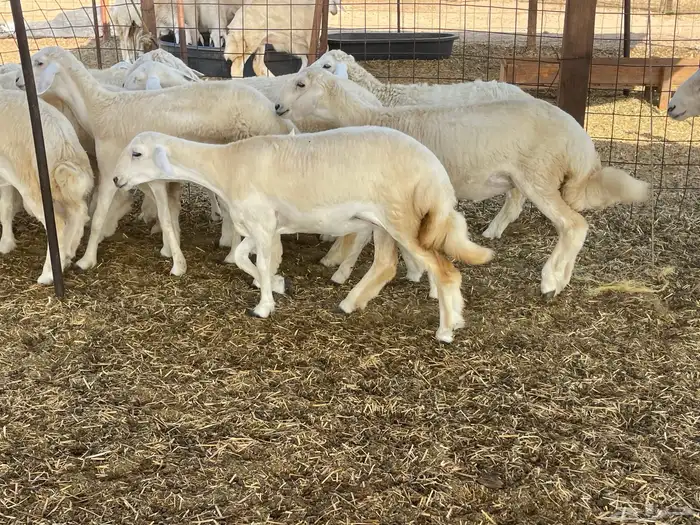 للبيع رخال ذبايح وتنفع مقاني 4