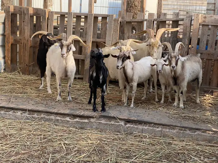 ماعز كشميري عدد 6 اناث و فحلين 1