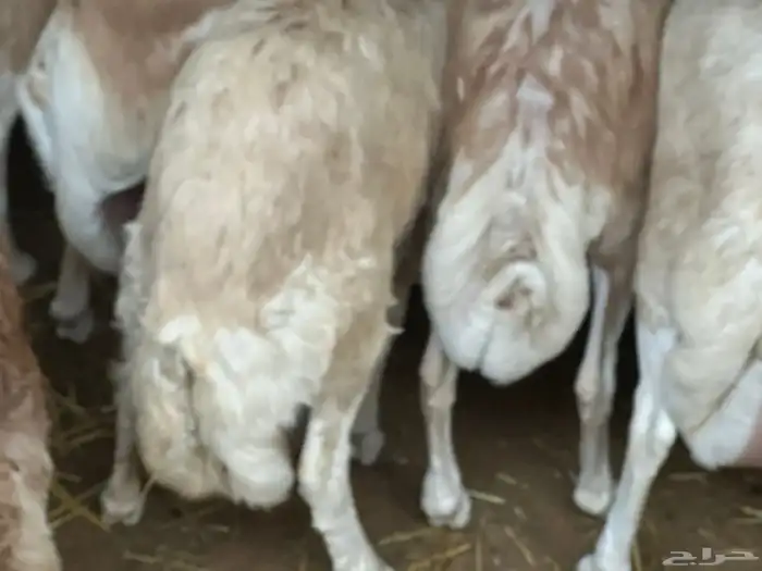 رفيد جذعان مرابي طب وتخير 97