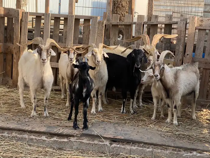 ماعز كشميري عدد 6 اناث و فحلين 2