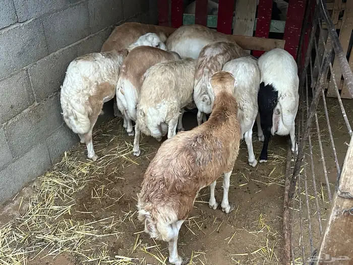 سواكن مرابي حمري 84