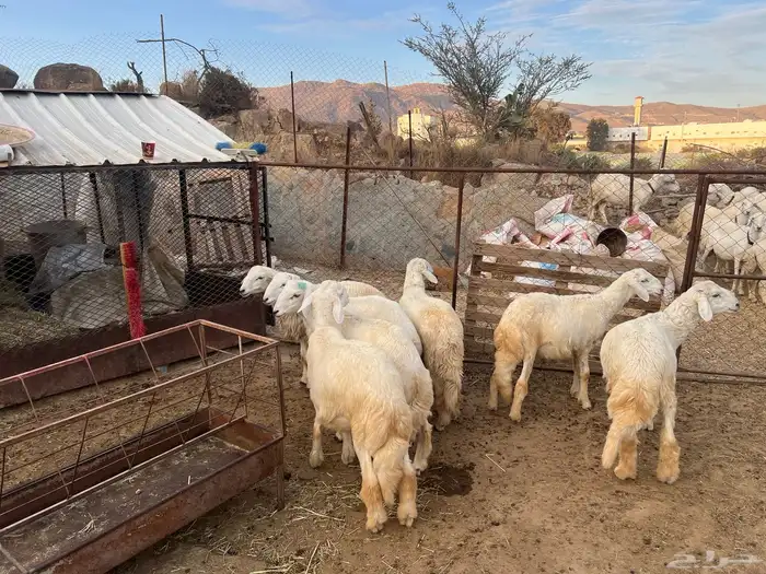 7 طليان حري العمر 5 اشهر 4