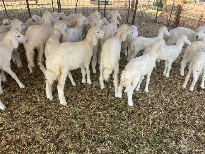 غنم خلفات 18