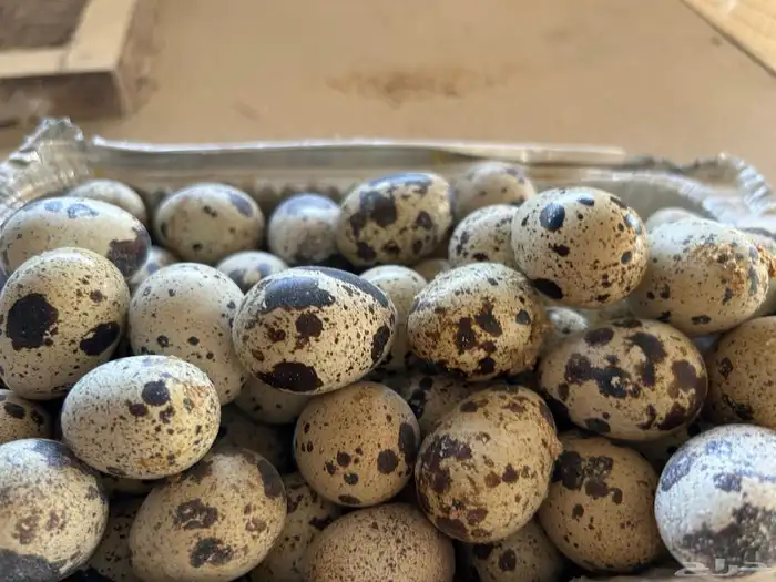 بيض سمان تكساس. تم البيع تم الليع 0