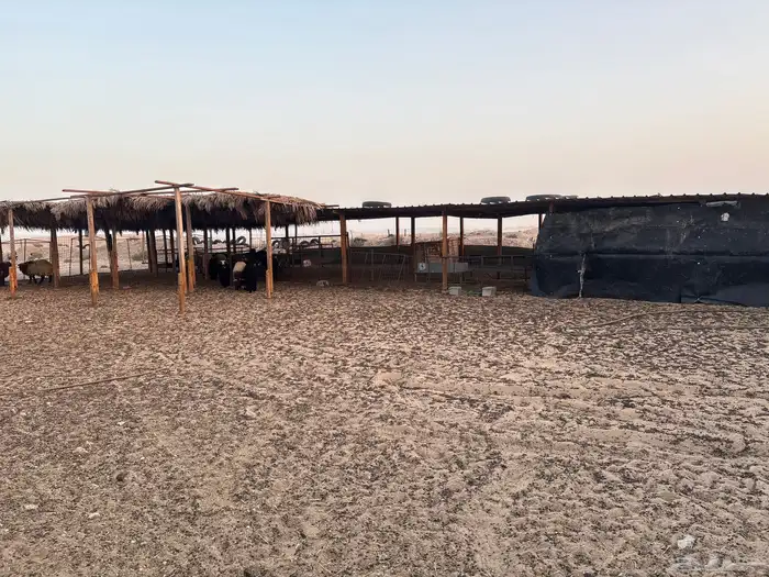 عزبه شمال سوق الغنم بالاحساء 11