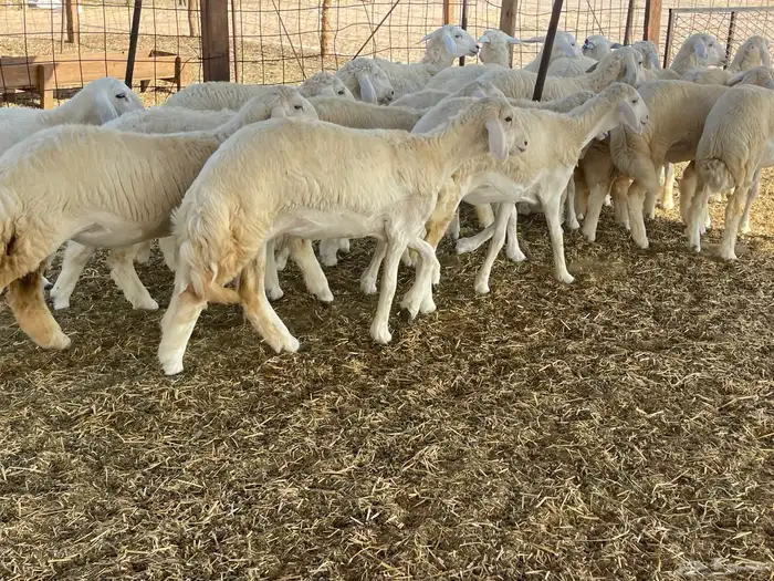 للبيع رخال ذبايح وتنفع مقاني 6