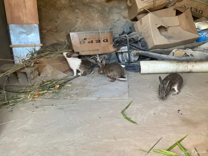 أرانب للبيع العددثنين ذكر وأنثى 5