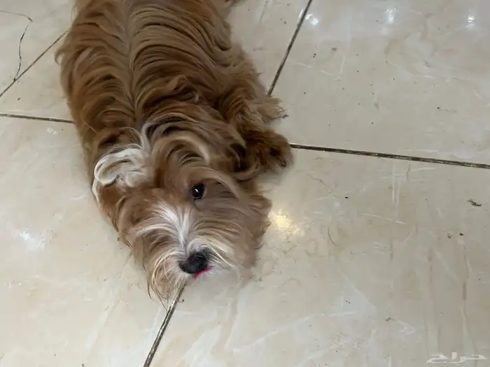 كلاب مالتيز 3