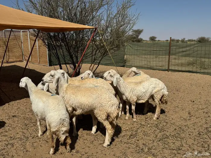 رخال حريه صنف ( تم البيع الله يبارك للشاري ي رب ) . 3