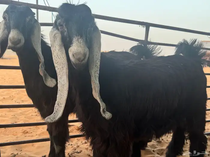 جفرات عوارض ثلاث للبيع منوة القناي 3