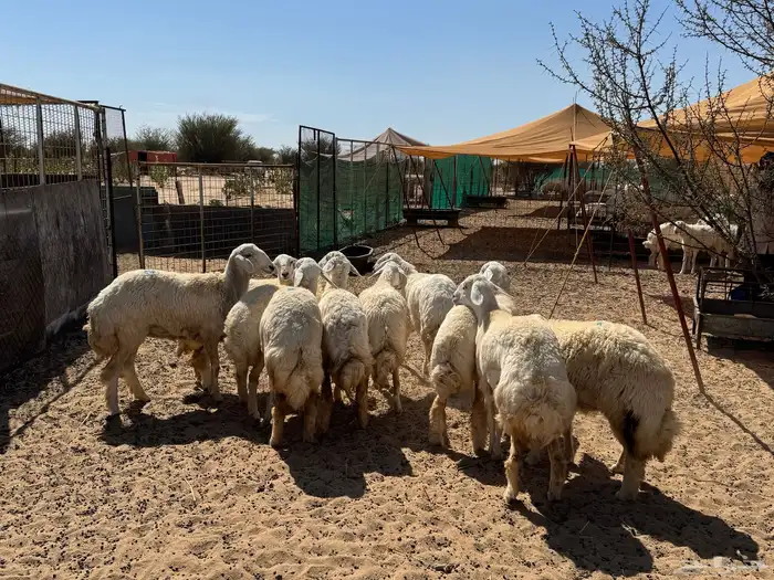 رخال حريه صنف ( تم البيع الله يبارك للشاري ي رب ) . 0