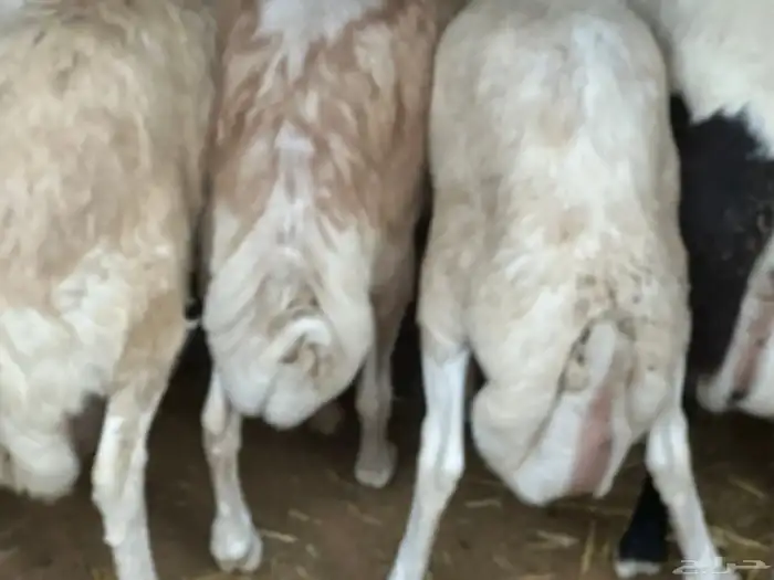 رفيد جذعان مرابي طب وتخير 99