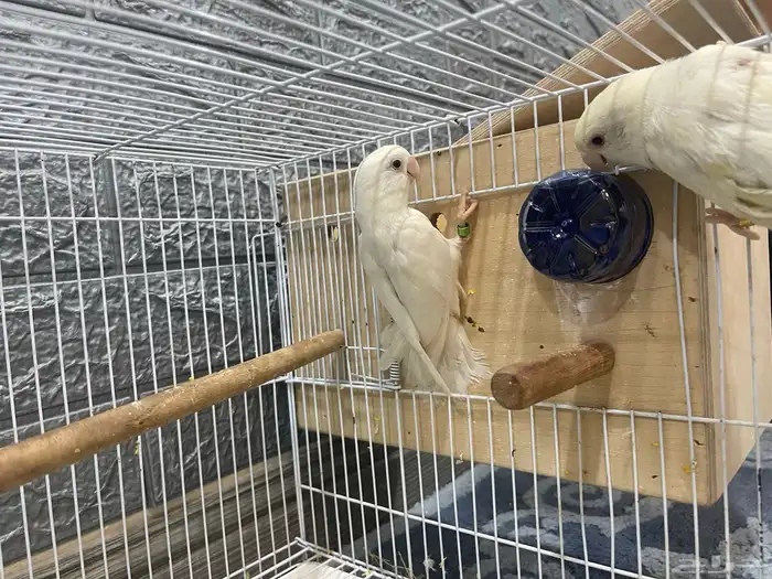 السلام عليكم 4