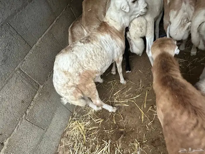 رفيديات جذعان مرآبي 20