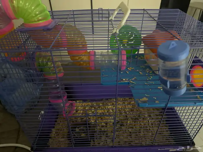 هامستر مع قفصه للبيع 1