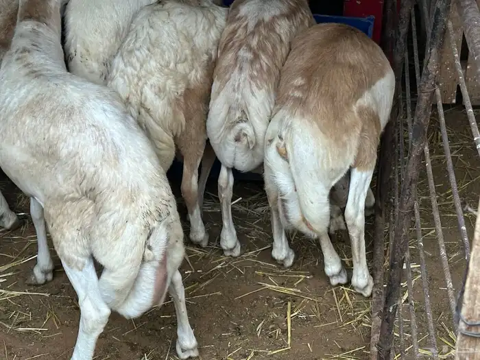 سواكن مرابي عمر 4 شهور 96