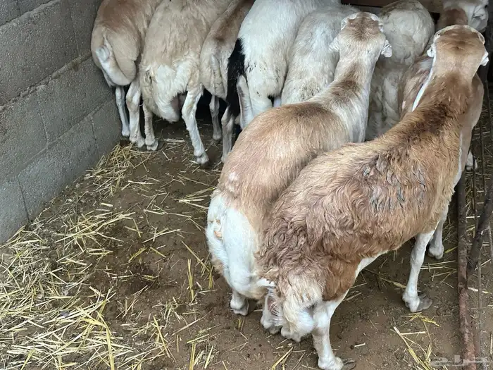 برابر ورفيديات مرابي 51