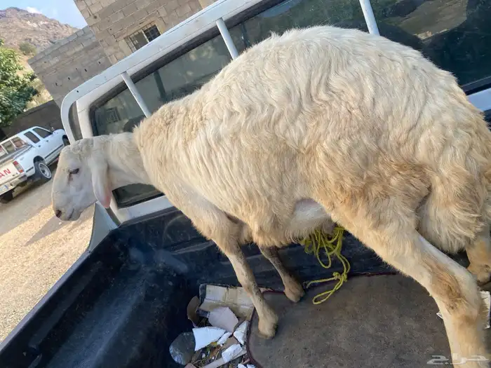 للبيع خروف فحل او ذبيحه 2