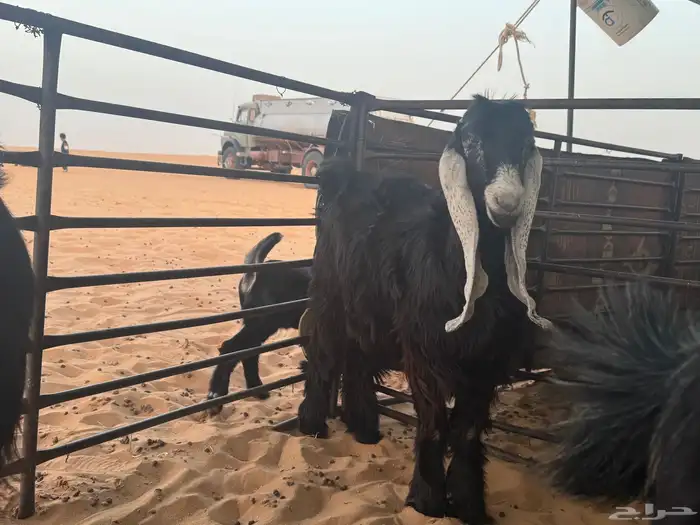 جفرات عوارض ثلاث للبيع منوة القناي 1