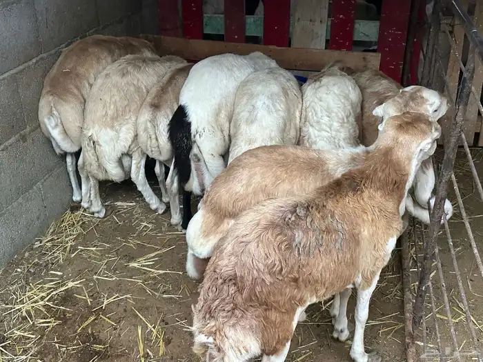 برابر ورفيديات مرابي 54