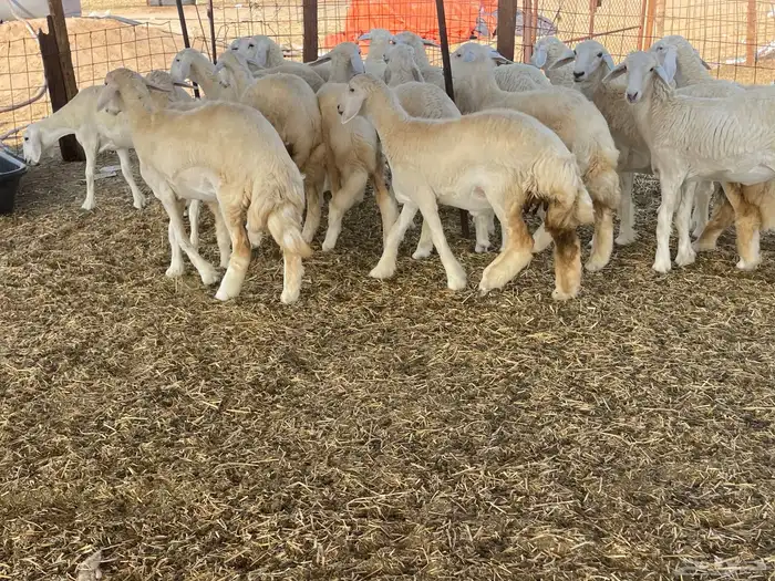 للبيع رخال ذبايح وتنفع مقاني 13