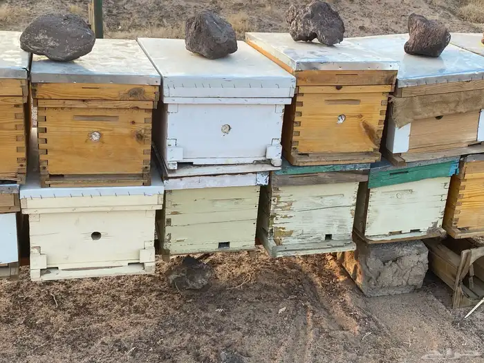 صناديق خلايا فاضيه 1