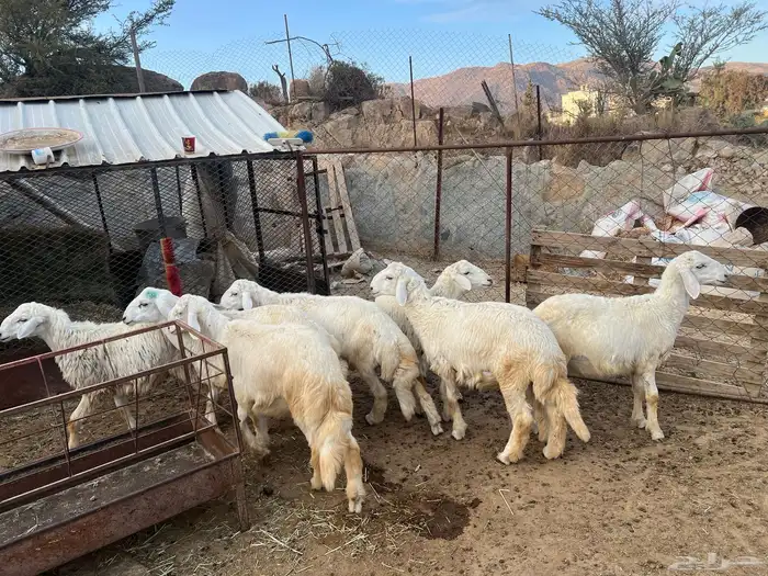 7 طليان حري العمر 5 اشهر 0