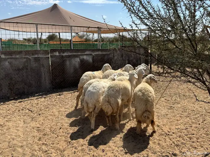 رخال حريه صنف ( تم البيع الله يبارك للشاري ي رب ) . 2