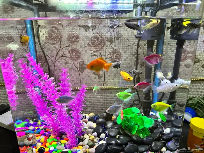 حوض سمك زينة للبيع كامل مع السمك استخدام شهر 2