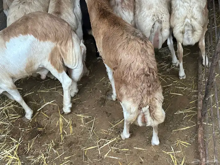 رفيد جذعان مرابي طب وتخير 93