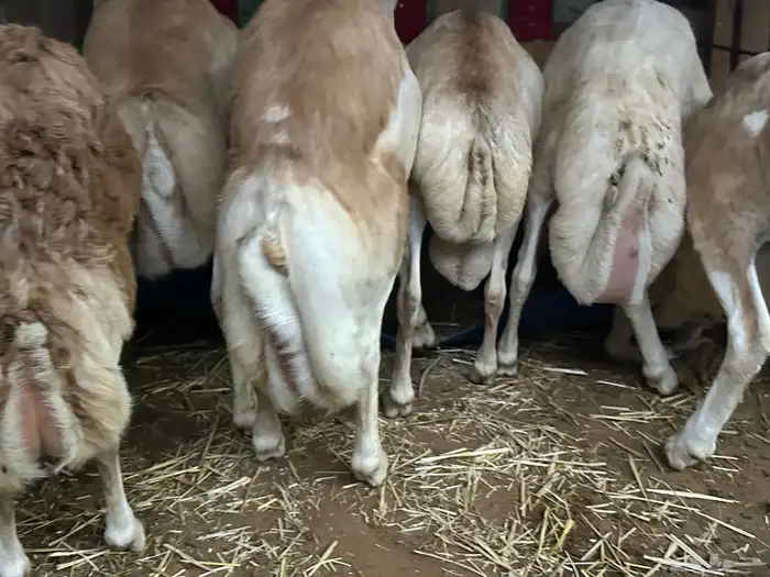 سواكن مرابي عمر 4 شهور 70