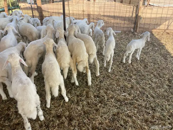 غنم خلفات 17