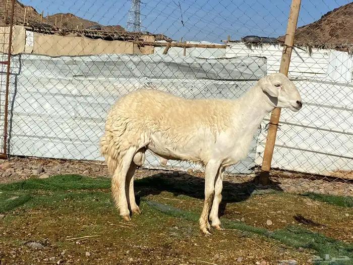 طلي حري صنف الصنف ثني فحل مشروط يقشع 2