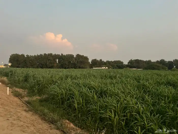 قصب اخضر وجيم قصار حزم الموقع حرجه ضمد السعر 5 2